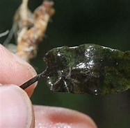 Image result for "cryptocheles Pygmaea". Size: 187 x 185. Source: phytoimages.siu.edu