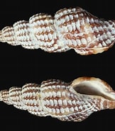Image result for "raphitoma Purpurea". Size: 162 x 185. Source: www.aphotomarine.com