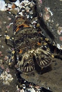 Image result for Scyllarus arctus. Size: 125 x 185. Source: www.natureplprints.com