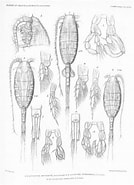 Image result for "lucicutia Bicornuta". Size: 134 x 185. Source: www.marinespecies.org