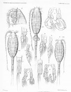 Résultat d’image pour Lucicutia bicornuta Geslacht. Taille: 143 x 185. Source: www.marinespecies.org