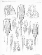 Afbeeldingsresultaten voor Lucicutia bicornuta Onderklasse. Grootte: 144 x 185. Bron: www.marinespecies.org