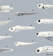 Afbeeldingsresultaten voor Gadella maraldi Anatomie. Grootte: 174 x 185. Bron: animaldiversity.org