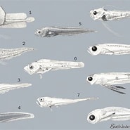 Image result for Gadella Maraldi Orde. Size: 185 x 185. Source: animaldiversity.org