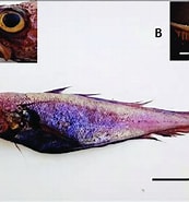 Afbeeldingsresultaten voor Gadella maraldi. Grootte: 173 x 185. Bron: www.researchgate.net