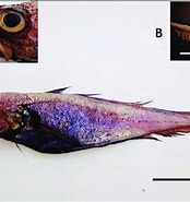 Afbeeldingsresultaten voor Gadella maraldi Anatomie. Grootte: 174 x 185. Bron: www.researchgate.net