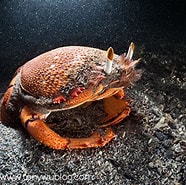 Image result for Ranina Ranina Spanner Crab. Size: 186 x 185. Source: www.tonywublog.com