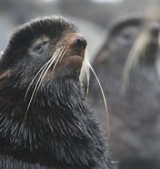 Image result for noordelijke zeebeer. Size: 176 x 185. Source: myanimals.com