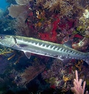 Image result for Barracuda Sudato. Size: 176 x 185. Source: www.thoughtco.com