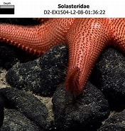Afbeeldingsresultaten voor Solasteridae Feiten. Grootte: 176 x 185. Bron: www.ncei.noaa.gov