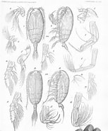 Afbeeldingsresultaten voor "chiridiella Atlantica". Grootte: 153 x 185. Bron: www.marinespecies.org