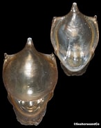 Image result for "cavolinia tridentata Danae". Size: 146 x 185. Source: www.seahorseandco.com