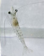 Image result for "mysidopsis Suedafrika". Size: 146 x 185. Source: www.aquaculturenurseryfarms.com