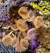 Image result for Bispira brunnea Habitat. Size: 174 x 185. Source: scuba.spanglers.com