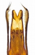 Image result for "macrochaeta Clavicornis". Size: 120 x 185. Source: www.kaefer-der-welt.de