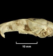Image result for "gastrosaccus Kempi". Size: 174 x 185. Source: collections-zoology.fieldmuseum.org