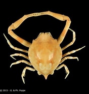 Image result for "myra Affinis". Size: 176 x 185. Source: www.crustaceology.com