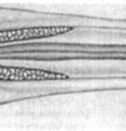 "eukrohnia Bathyantarctica"-साठीचा प्रतिमा निकाल. आकार: 178 x 72. स्रोत: www.dnr.sc.gov