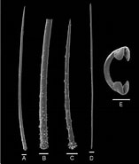 Afbeeldingsresultaten voor Hymedesmia Hymedesmia Pilata Familie. Grootte: 157 x 185. Bron: www.researchgate.net
