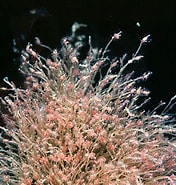 Image result for "sarsia Eximia". Size: 176 x 185. Source: www.inaturalist.org