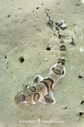 Afbeeldingsresultaten voor "halaelurus Lutarius". Grootte: 122 x 185. Bron: www.sharksandrays.com