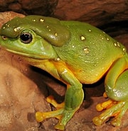 Risultato immagine per The Frogs Wikipedia. Dimensioni: 180 x 185. Fonte: en.wikipedia.org