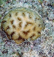 Image result for "favia Fragum". Size: 174 x 185. Source: coralpedia.bio.warwick.ac.uk