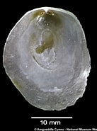 Afbeeldingsresultaten voor "pododesmus Squama". Grootte: 137 x 185. Bron: naturalhistory.museumwales.ac.uk