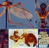 Afbeeldingsresultaten voor "parascelus Edwardsi". Grootte: 189 x 185. Bron: www.researchgate.net