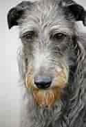 Billedresultat for World Dansk Fritid Husdyr hunde Racer Mynder Skotsk hjortehund. størrelse: 125 x 185. Kilde: www.rasehund.no