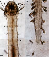 Image result for Aidanosagitta delicata Geslacht. Size: 158 x 185. Source: www.aquasymbio.fr