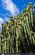 Image result for "aulographonium Candelabrum". Size: 120 x 185. Source: www.alamy.com