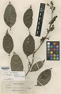 Image result for "iotroata Spinosa". Size: 121 x 185. Source: powo.science.kew.org