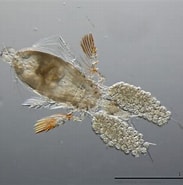 Image result for "corycaeus Speciosus". Size: 183 x 185. Source: www.marinespecies.org
