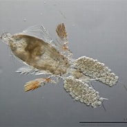 Afbeeldingsresultaten voor "corycaeus Speciosus". Grootte: 184 x 185. Bron: www.marinespecies.org