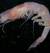 Image result for Nematocarcinus Ensifer Geslacht. Size: 174 x 185. Source: www.si.edu