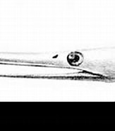Image result for "venefica Proboscidea". Size: 163 x 106. Source: www.alamy.com