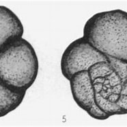 Afbeeldingsresultaten voor "globorotalia Inflata". Grootte: 186 x 175. Bron: www.mikrotax.org