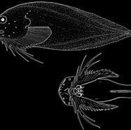 Image result for "careproctus Longipinnis". Size: 187 x 185. Source: www.researchgate.net