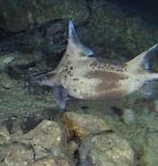 Bildergebnis für "oxynotus Caribbaeus". Größe: 176 x 185. Quelle: shark-references.com