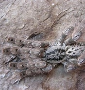 Image result for "eupronoe Maculata". Size: 175 x 185. Source: arachnoboards.com