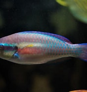 Afbeeldingsresultaten voor "scarus Taeniopterus". Grootte: 176 x 185. Bron: www.flickr.com