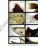 Afbeeldingsresultaten voor Trianguloscalpellum hirsutum. Grootte: 154 x 185. Bron: www.researchgate.net
