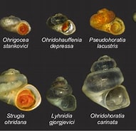 Afbeeldingsresultaten voor Hydrobiidae Verwante Zoekopdrachten. Grootte: 191 x 185. Bron: www.researchgate.net