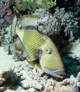 Image result for Trekkervissen. Size: 160 x 185. Source: www.mijnwoordenboek.nl