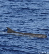 Dwarf Sperm Whale Kingdom എന്നതിനുള്ള ഇമേജ് ഫലം. വലിപ്പം: 170 x 185. ഉറവിടം: www.mammal.org.uk