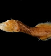 Image result for Cetostoma regani Geslacht. Size: 170 x 185. Source: fishesofaustralia.net.au
