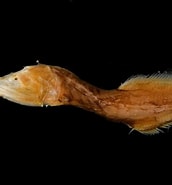 Image result for "cetostoma Regani". Size: 172 x 185. Source: fishesofaustralia.net.au