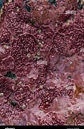 Image result for "lithothamnion Spp.". Size: 120 x 185. Source: www.alamy.es