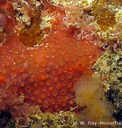 Image result for "phorbas Fictitius". Size: 176 x 185. Source: mer-littoral.org